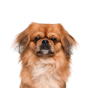Popular Dog Breeds - Petland Kennesaw
