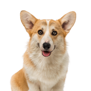 Popular Dog Breeds - Petland Kennesaw