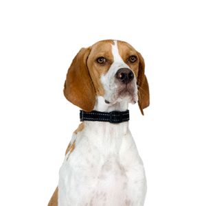 Popular Dog Breeds - Petland Kennesaw