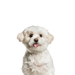Popular Dog Breeds - Petland Kennesaw
