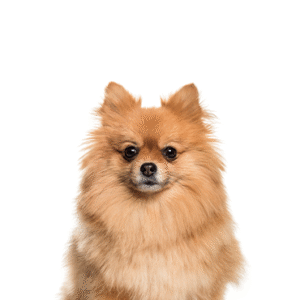 Popular Dog Breeds - Petland Kennesaw