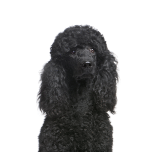 Popular Dog Breeds - Petland Kennesaw