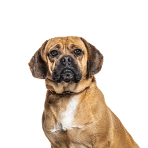 Popular Dog Breeds - Petland Kennesaw