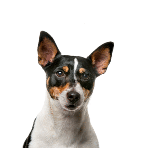 Popular Dog Breeds - Petland Kennesaw