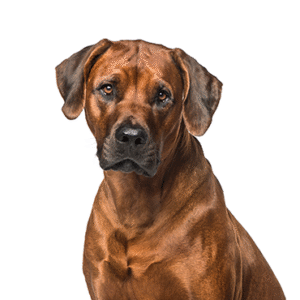 Popular Dog Breeds - Petland Kennesaw