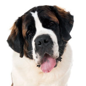 Popular Dog Breeds - Petland Kennesaw