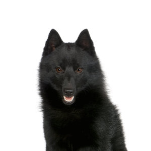 Popular Dog Breeds - Petland Kennesaw