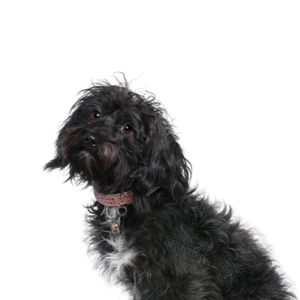 Popular Dog Breeds - Petland Kennesaw