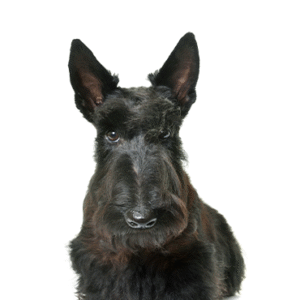 Popular Dog Breeds - Petland Kennesaw