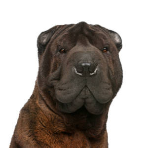 Popular Dog Breeds - Petland Kennesaw