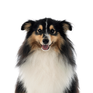 Popular Dog Breeds - Petland Kennesaw