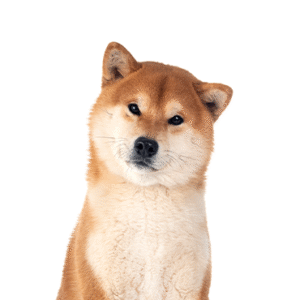 Popular Dog Breeds - Petland Kennesaw