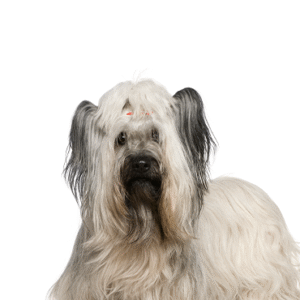 Popular Dog Breeds - Petland Kennesaw