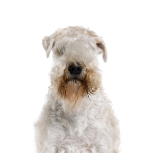 Popular Dog Breeds - Petland Kennesaw