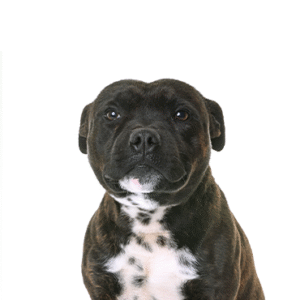 Popular Dog Breeds - Petland Kennesaw