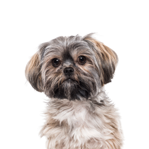 Popular Dog Breeds - Petland Kennesaw