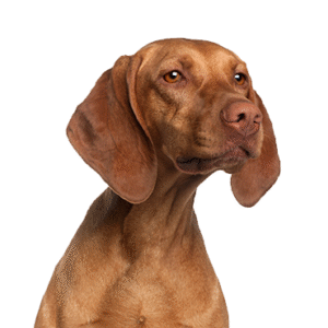 Popular Dog Breeds - Petland Kennesaw