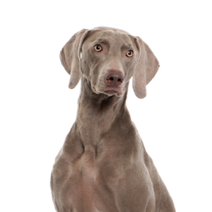 Popular Dog Breeds - Petland Kennesaw