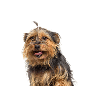 Popular Dog Breeds - Petland Kennesaw