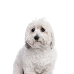 Popular Dog Breeds - Petland Kennesaw