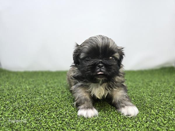 Pekingese - 704