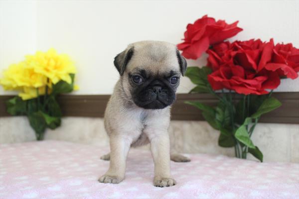 Pug - 708