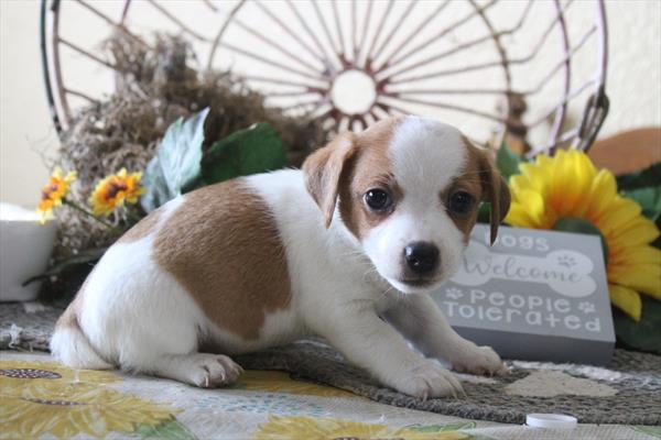 Jack Russell Terrier - 714