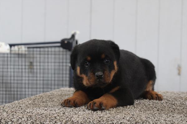 Rottweiler - 706
