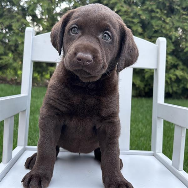 Labrador Retriever - 701