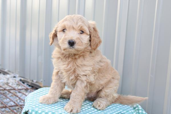 Poodle/Goldendoodle Mini - 736