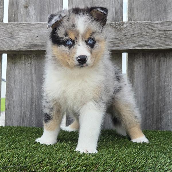 Pomsky - 738