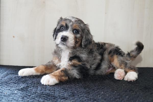 Bernedoodle - 727