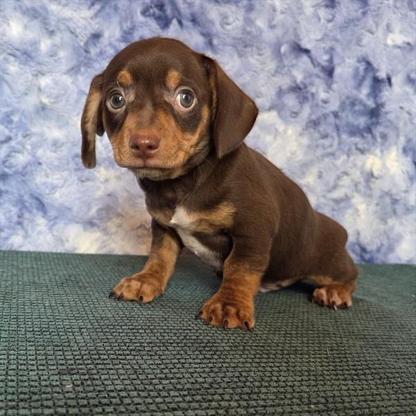 Chiweenie - 739