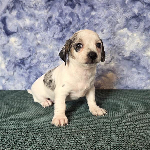 Chiweenie - 740
