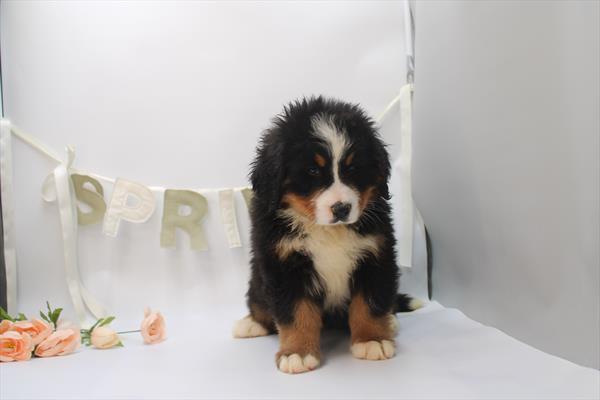 Bernese Mountain Dog - 709