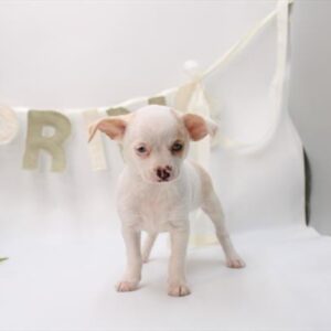 Chihuahua - 735