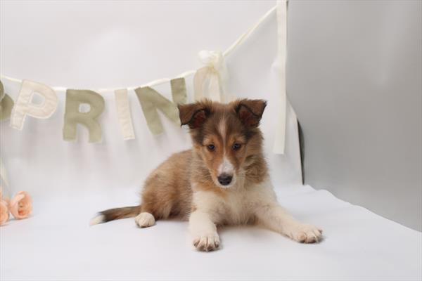 Shetland Sheepdog - 705
