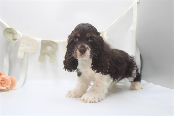 Cocker Spaniel - 734