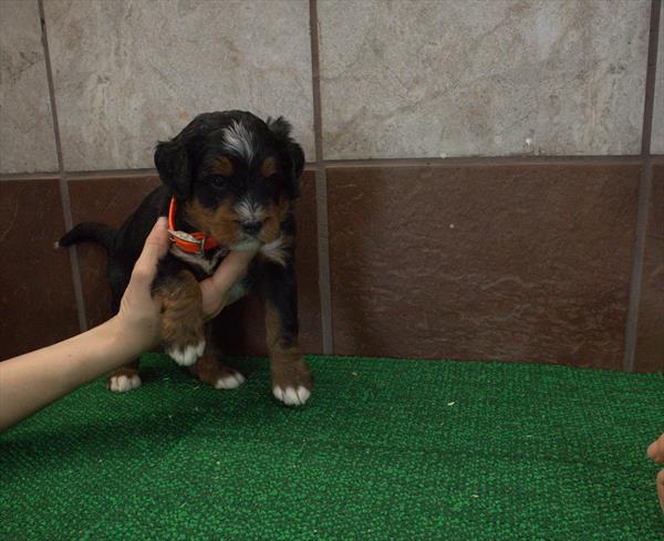 Bernedoodle Mini - 750