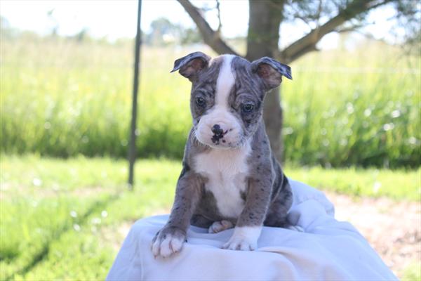 Boston Terrier - 767