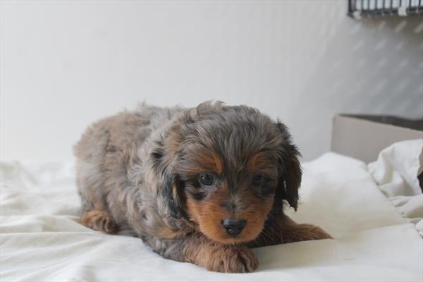Aussiedoodle Mini - 768