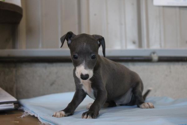 Italian Greyhound - 775
