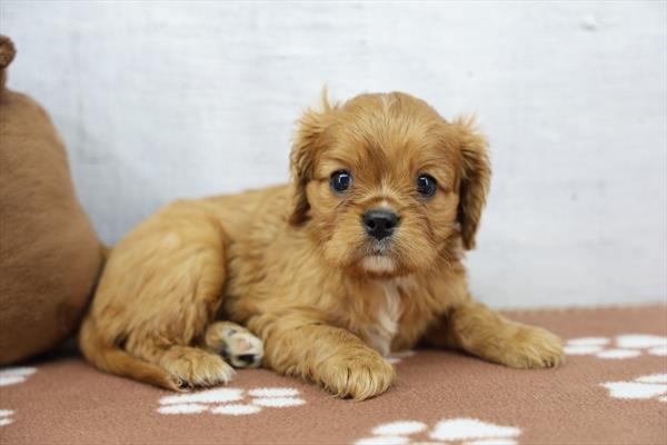 Cavalier King Charles Spaniel - 755