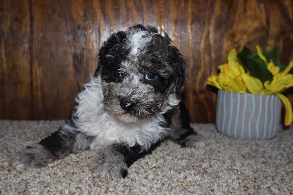 Poodle - 753