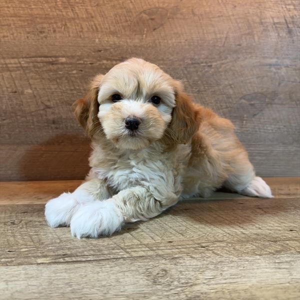 Schnoodle - 751