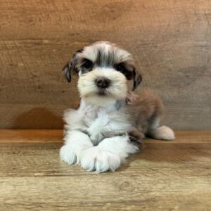 Miniature Schnauzer - 752