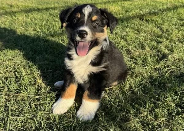 Australian Shepherd - 765