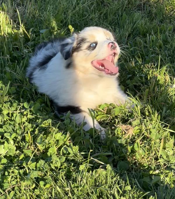 Australian Shepherd - 766
