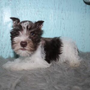 Miniature Schnauzer - 771