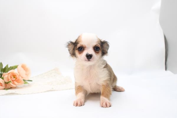 Chihuahua